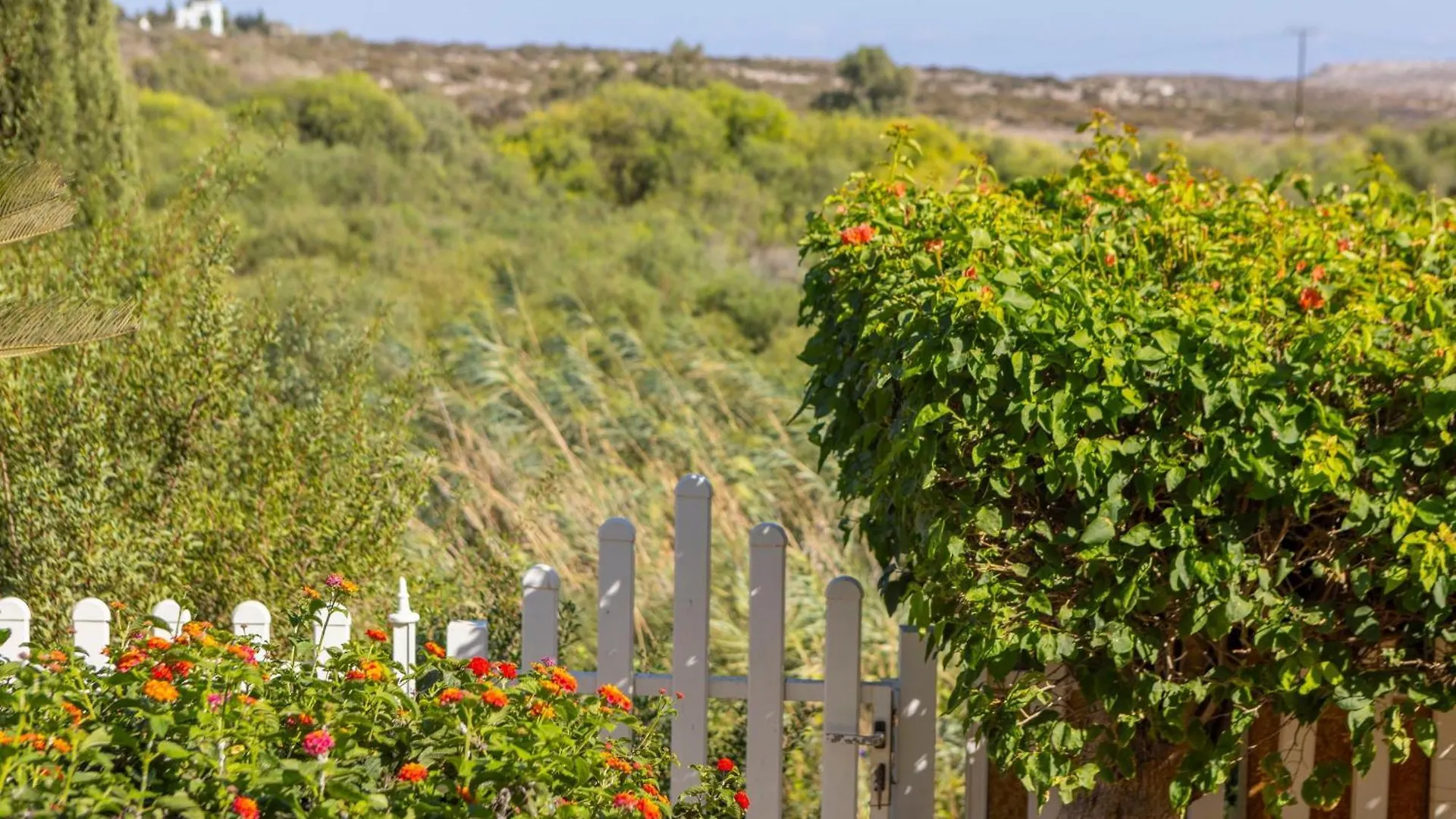 Ayia Napa Sycamore Seaview Cyprus